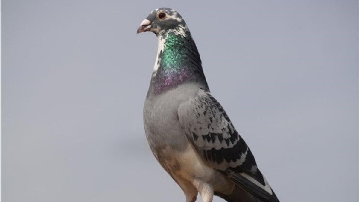 Trueno Azul